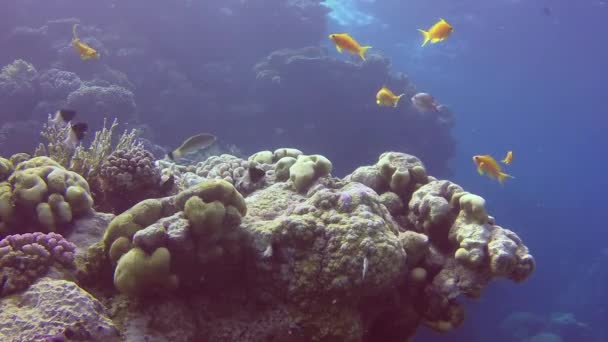紅海のサンゴ礁の石灰質で柔らかいサンゴの近くに多くのカラフルな熱帯サンゴの魚 — ストック動画