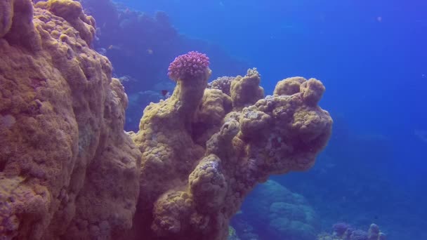 Birçok Renkli Tropikal Mercan Balığı Kalibreli Yumuşak Mercanların Yakınında Kızıl — Stok video