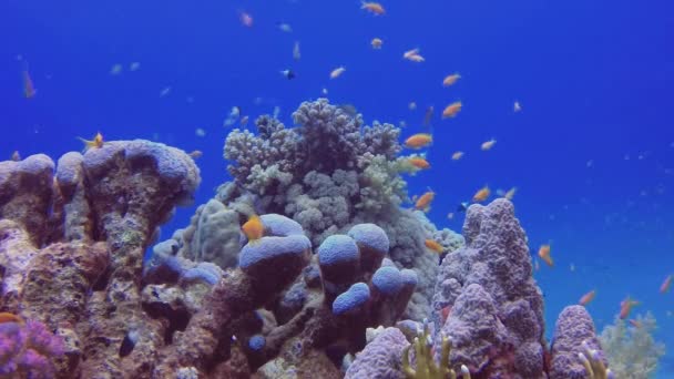 Muchos Coloridos Peces Coral Tropical Cerca Corales Calcáreos Suaves Arrecife — Vídeo de stock