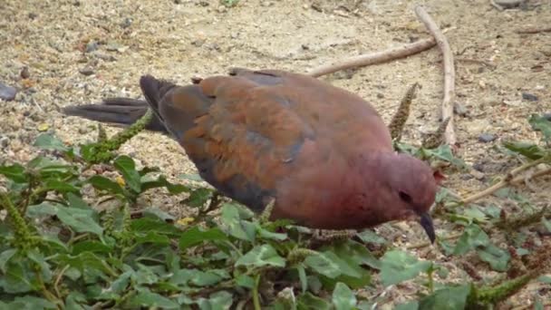 Egyptian Pigeon Territory Hotel Tame Birds Egypt Avifauna Bird — Stock Video