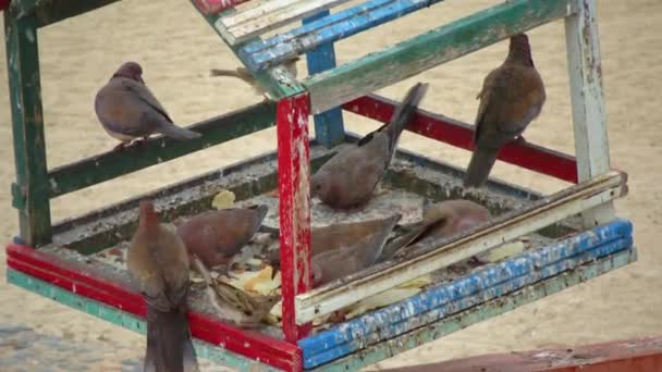 Egyptian Pigeons Territory Hotel Tame Birds Egypt Avifauna Bird — Stock Video