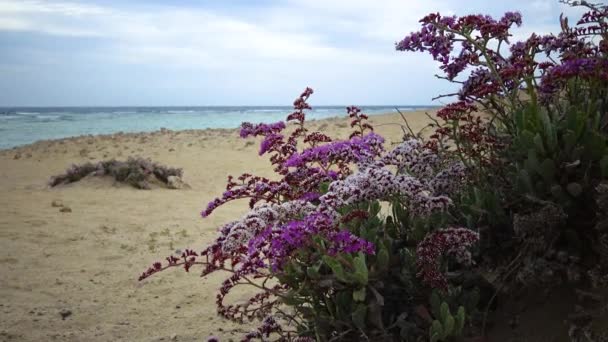 Sea Lavender Statice Limonium Axillare Flowering Plant Stone Sand Shore — ストック動画