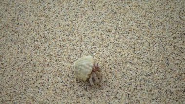 Kızıldeniz 'de kumsalda, Mısır' da koşan keşiş yengeci.