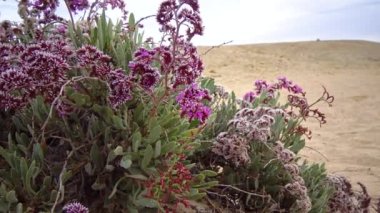 Deniz lavantası, statik (limonyum axillare), Mısır 'ın Kızıldeniz kıyısındaki taş kumsalda çiçek açan bir bitki.