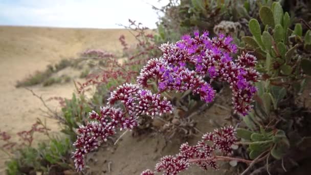Zee Lavendel Statice Limonium Axillare Een Bloeiende Plant Aan Stenen — Stockvideo