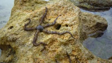 Kırılgan yıldızlar, yılan yıldızlar - Ophiura Kızıl Deniz 'deki bir mercan resifinin dibinde sürünür.