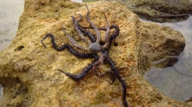 Kırılgan yıldızlar, yılan yıldızlar - Ophiura Kızıl Deniz 'deki bir mercan resifinin dibinde sürünür.