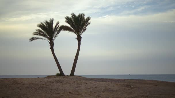 Eenzame Palmbomen Aan Kust Bij Het Koraalrif Tegen Achtergrond Van — Stockvideo