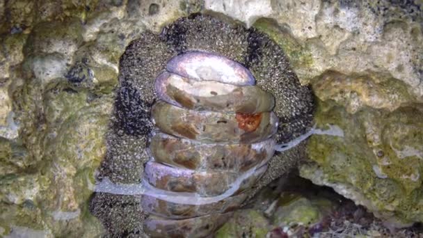 Vaillanten Chiton Acanthopleura Vaillanti Schrapen Algen Van Koralen Rode Zee — Stockvideo