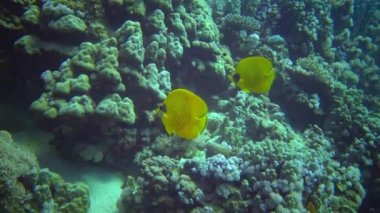 Kızıl Deniz 'deki bir mercan resifinde toplu kelebek (Chaetodon semilarvatus)