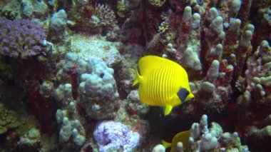 Kızıl Deniz 'deki bir mercan resifinde toplu kelebek (Chaetodon semilarvatus)