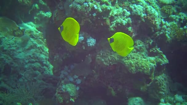 Pez Mariposa Chaetodon Semilarvatus Arrecife Coral Mar Rojo — Vídeo de stock