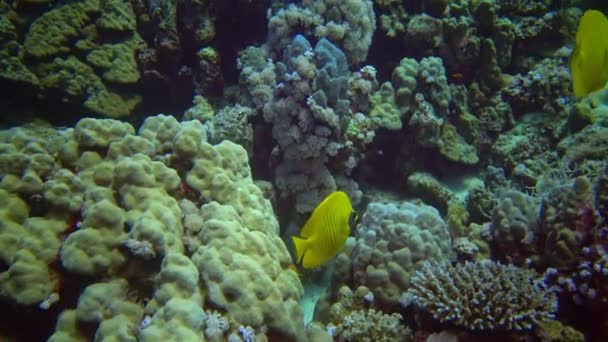 Masserad Fjärilsfisk Chaetodon Semilarvatus Ett Korallrev Röda Havet — Stockvideo
