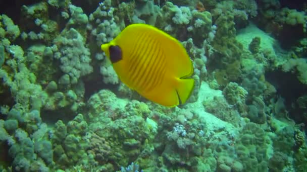 Pesce Farfalla Mascherato Chaetodon Semilarvatus Una Barriera Corallina Nel Mar — Video Stock
