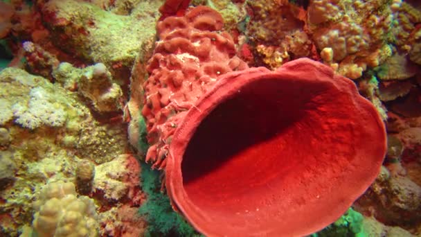 红海一个五彩斑斓的珊瑚礁上的大粉红海绵 — 图库视频影像