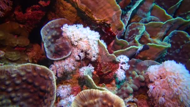 Yumuşak Mercanlar Kızıl Deniz Deki Bir Mercan Resifinde Sarı Dalgalı — Stok video