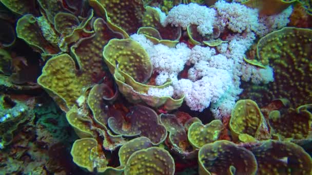 Які Корали Ловлять Планктон Щупальцями Серед Жовтого Хвилястого Корала Turbinaria — стокове відео