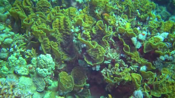 Diferentes Peces Tropicales Coral Coral Ondulado Amarillo Turbinaria Mesenterina Arrecife — Vídeo de stock