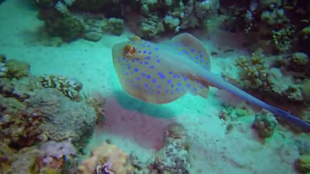 Taeniura Lymma Bluespotted Ribbontail Ray Lies Sand Floats Corals Reef — Vídeos de Stock