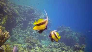 Kızıl Deniz Sancak Balığı (Heniochus intermedius) Kızıl Deniz 'deki bir mercan resifinin yanında yüzer.