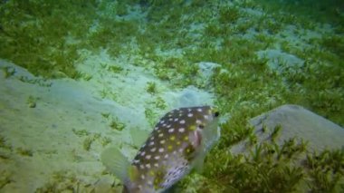 Sarı benekli burrfish (Cyclichthys spilostylus), öğleden sonra Kızıl Deniz 'deki bir mercan resifinin yakınındaki kumlu bir tabanda üzerinde yüzer.