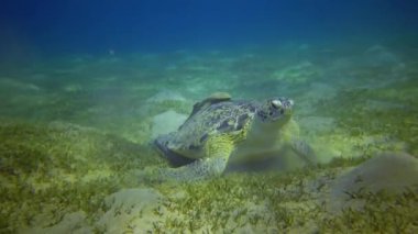 Yeşil deniz kaplumbağası (Chelonia mydas) deniz yatağında deniz yosunu yiyor, Kızıl Deniz, Mısır