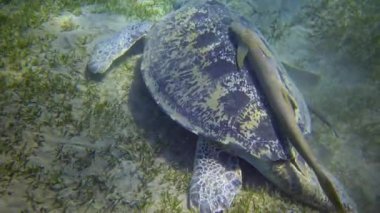 Şahin gagalı deniz kaplumbağası (Eretmochelys imbricata) veya deniz yatağında deniz yosunu yiyen yeşil deniz kaplumbağası (Chelonia mydas), Kızıl Deniz