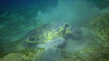 Yeşil deniz kaplumbağası (Chelonia mydas) deniz yatağında deniz yosunu yiyor, Kızıl Deniz, Mısır