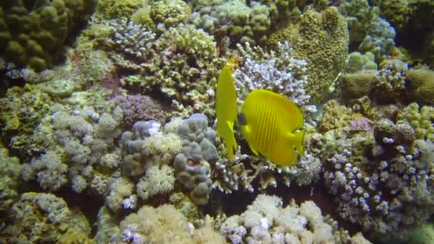 Kızıl Deniz Deki Bir Mercan Resifinde Toplu Kelebek Chaetodon Semilarvatus — Stok video