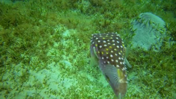 Burrfish Manchado Amarillo Cyclichthys Spilostylus Nada Por Tarde Sobre Fondo — Vídeo de stock