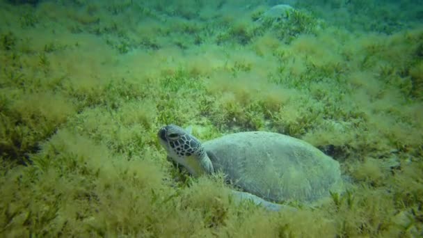 Tartaruga Marinha Verde Chelonia Mydas Comendo Algas Marinhas Fundo Mar — Vídeo de Stock