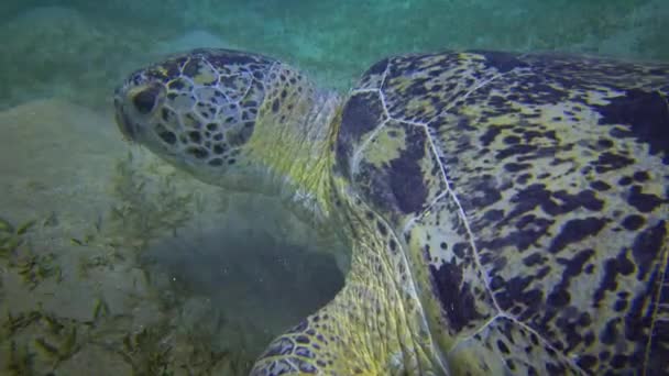 Tartaruga Marinha Verde Chelonia Mydas Comer Algas Marinhas Fundo Mar — Vídeo de Stock