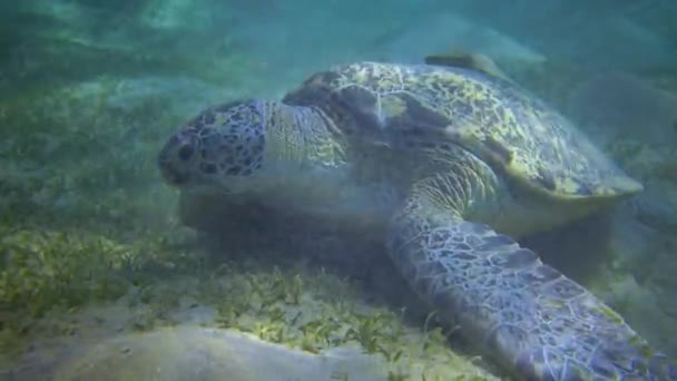 Želvy Zelené Chelonia Mydas Jedí Mořské Řasy Mořském Dně Rudé — Stock video