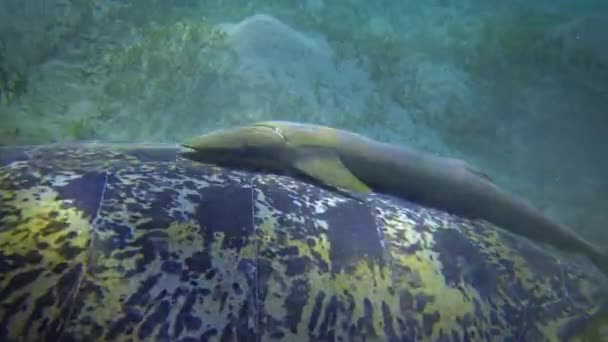 Tartaruga Marinha Hawksbill Eretmochelys Imbricata Tartaruga Marinha Verde Chelonia Mydas — Vídeo de Stock