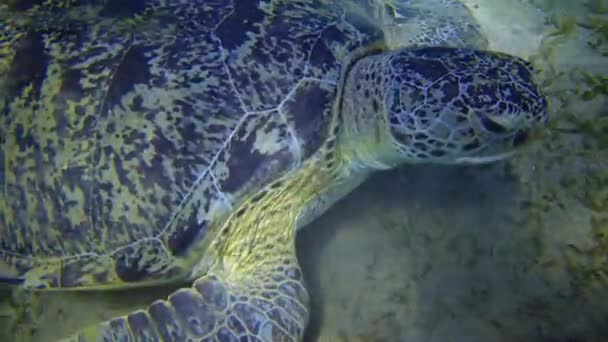 Želvy Zelené Chelonia Mydas Jedí Mořské Řasy Mořském Dně Rudé — Stock video
