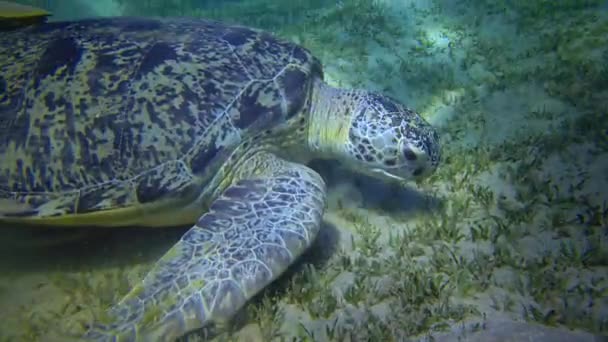 Grön Havssköldpadda Chelonia Mydas Äter Alger Havsbotten Röda Havet Egypten — Stockvideo