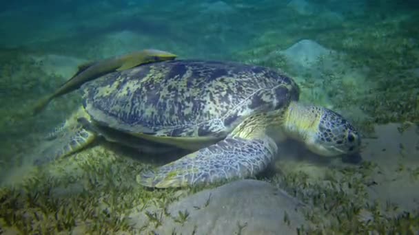 Tartaruga Marinha Verde Chelonia Mydas Comer Algas Marinhas Fundo Mar — Vídeo de Stock