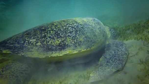 Yeşil Deniz Kaplumbağası Chelonia Mydas Deniz Yatağında Deniz Yosunu Yiyor — Stok video