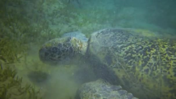 Tartaruga Marinha Verde Chelonia Mydas Comer Algas Marinhas Fundo Mar — Vídeo de Stock