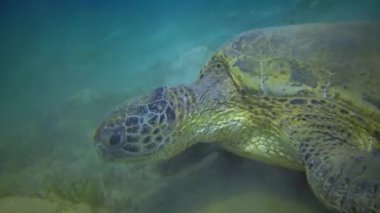 Yeşil deniz kaplumbağası (Chelonia mydas) deniz yatağında deniz yosunu yiyor, Kızıl Deniz, Mısır