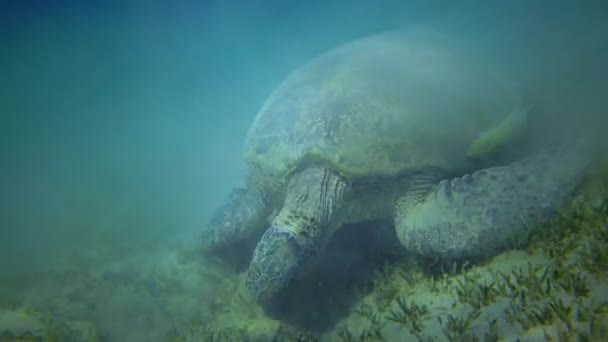 Penyu Hijau Chelonia Mydas Makan Rumput Laut Dasar Laut Laut — Stok Video