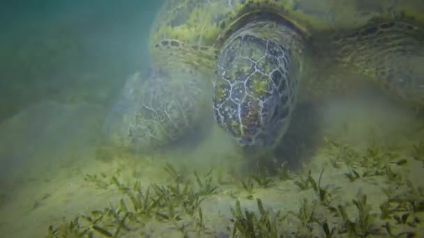 Żółw Zielony Chelonia Mydas Jedzący Wodorosty Morskie Dnie Morza Morze — Wideo stockowe