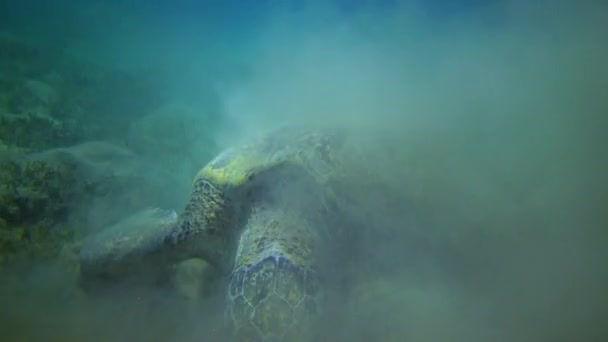 Tortuga Marina Verde Chelonia Mydas Comiendo Algas Marinas Los Fondos — Vídeos de Stock