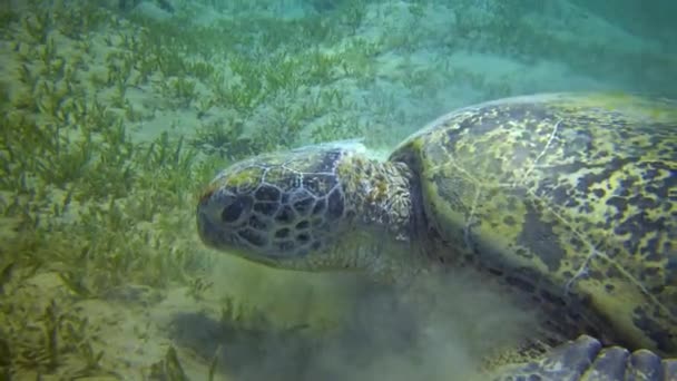 Зеленая Черепаха Chelonia Mydas Питающаяся Водорослями Морском Дне Красное Море — стоковое видео