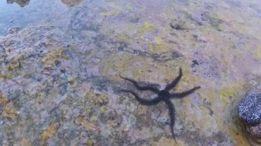 Kırılgan yıldızlar, yılan yıldızlar - Ophiura Kızıldeniz 'de, Mısır' da bir mercan resifinde dipte sürünür.