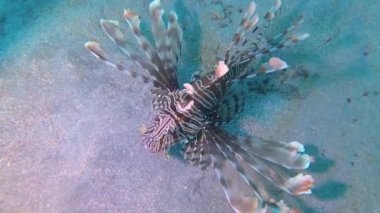 Sıradan aslan balığı (Pterois volitans), bir mercan resifinin üzerinde avlanır ve yüzer. Kızıl Deniz, Mısır