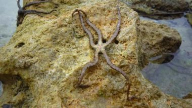 Kırılgan yıldızlar, yılan yıldızlar - Ophiura Kızıl Deniz 'deki bir mercan resifinin dibinde sürünür.