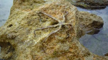 Kırılgan yıldızlar, yılan yıldızlar - Ophiura Kızıl Deniz 'deki bir mercan resifinin dibinde sürünür.