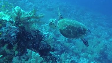 Şahin gagalı deniz kaplumbağası (Eretmochelys imbricata) Resifteki yumuşak mercanları yer, Kızıl Deniz