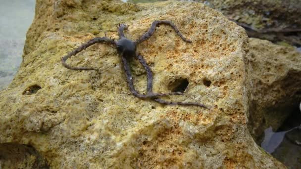 脆弱的恒星 蛇的恒星 在红海的珊瑚礁上 蛇尾草沿着海底爬行 — 图库视频影像